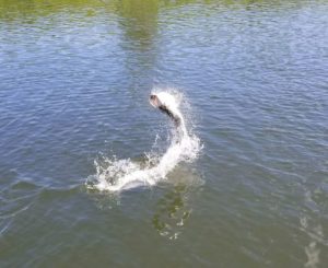 fishing in Apollo Beach tarpon