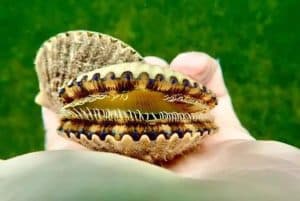 Homossassa Scallop Charters by Fish This Inshore Charters